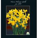 Baltus Narcissus February Gold bloembollen per 250 stuks